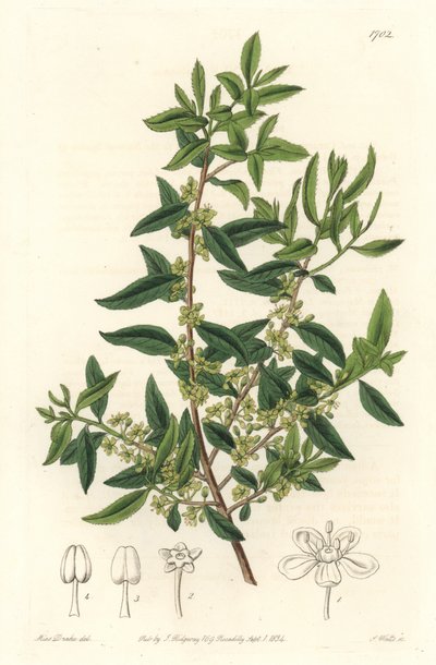 Maytenus boaria (maiten), endeeminen Keski- ja Etelä-Amerikassa - S. Wattsin vahva vesi Sarah Anne Draken (1803-1857) kuvituksesta kasvitieteellisestä rekisteristä tekijältä Sydenham Teast Edwards