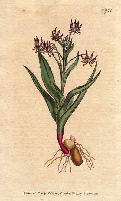 Melanthium haarautunut, jossa monia pieniä kukkia lila, sipuli ja juuret. Haaroittuva melanthium, jossa on monia pieniä lila kukkia, sipuleita ja juurirakenne. Ornithoglossum viride (Melanthium viride) Käsinvärinen kuparilevykaiverrus kasvitieteellisestä k tekijältä Sydenham Teast Edwards