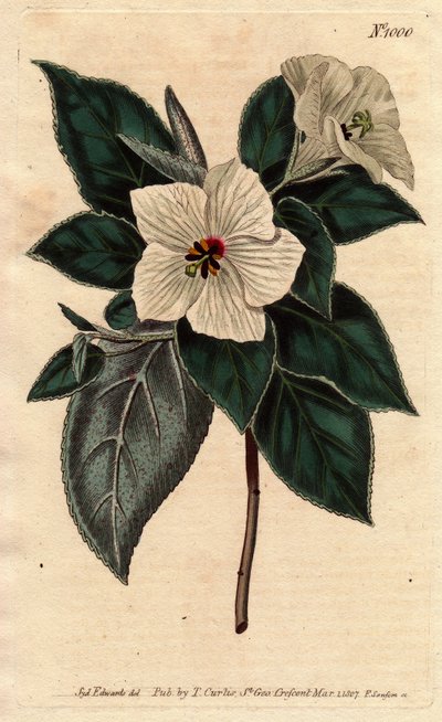 Melhania Saint Helena valkoisilla kukilla.St. Helena Punainen puu valkoisilla kukilla. Melhania erythroxylon. Käsinvärinen kuparikaiverrus Sydenham Edwardsin kasvitieteellisestä kuvituksesta William Curtisin "" Botanical Magazine -lehdestä" 1790-1800. tekijältä Sydenham Teast Edwards