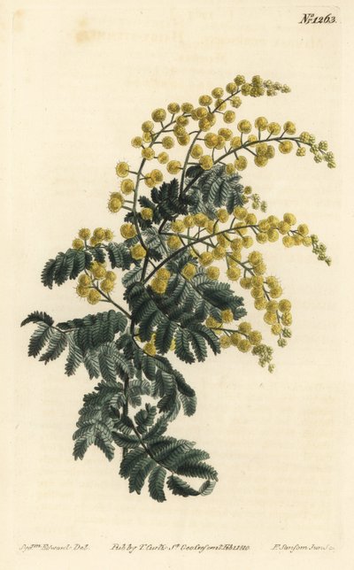 Mimosa - Untuvainen, Acacia pubescens, haavoittuva (Karvavartinen mimosa, Mimosa pubescens). F. Sansom Jr.:n käsinvärinen kuparikaiverrus Sydenham Edwardsin kuvituksen jälkeen William Curtisin kasvitieteellisestä lehdestä, T. Curtis, Lontoo tekijältä Sydenham Teast Edwards