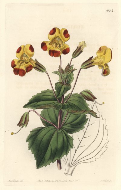 Mimule, lempinimeltään Monkey Flower tai Musk Flower, hybridilajike - S. Watts Strong Water Sarah Anne Draken (1803-1857) kuvituksesta kasvitieteellisestä rekisteristä tekijältä Sydenham Teast Edwards