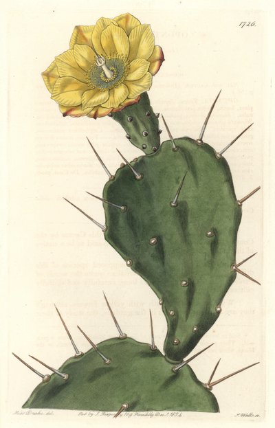 Monacanth Pactus, kukkiva kaktus, kotoisin Etelä-Amerikasta - S. Wattsin vahva vesi Sarah Anne Draken (1803-1857) kuvituksesta kasvitieteellisestä rekisteristä tekijältä Sydenham Teast Edwards