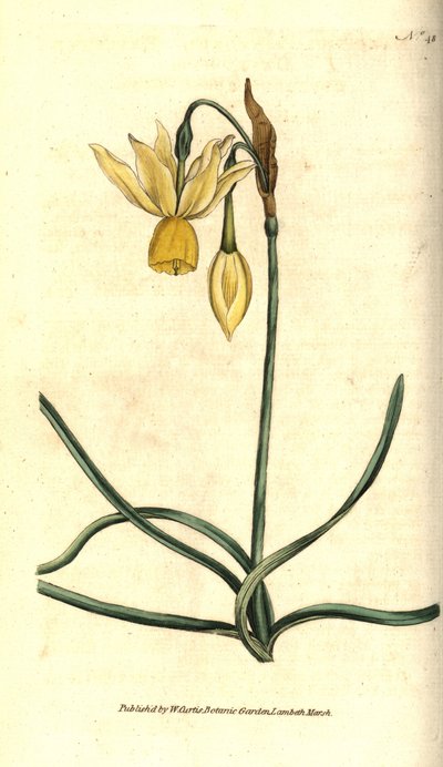 Narcissus - Heijastunut narsissi, Narcissus triandrus. Käsinvärinen kuparikaiverrus James Sowerbyn kasvitieteellisen kuvituksen mukaan William Curtisin The Botanical Magazinesta, Lambeth Marsh, Lontoo tekijältä Sydenham Teast Edwards
