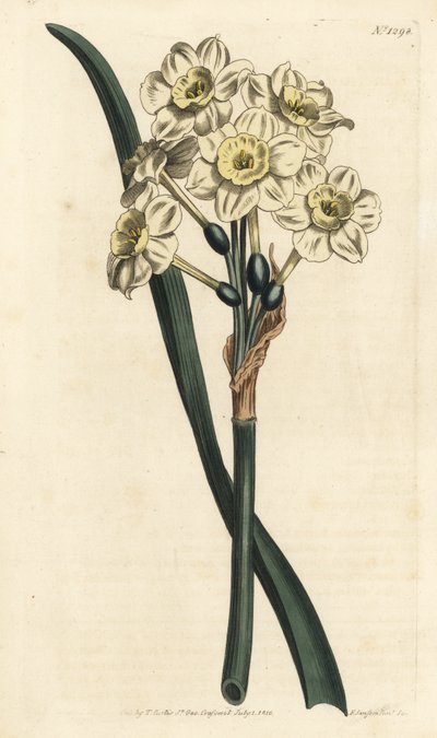 Narcissus a bouquet - Kimppukukkainen narsissi, Narcissus tazetta (vaaleankuppiinen valkoinen puutarhanarsissi; Narcissus orientalis) - F. Sansom Jr.:n käsinvärinen kuparikaiverrus Sydenham Edwardsin kuvituksen jälkeen William Curtisin Botanical Magazista tekijältä Sydenham Teast Edwards