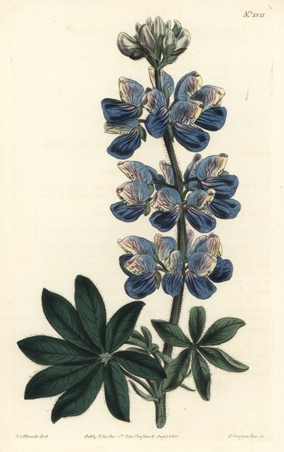 Nootka Lupin - Nootka-Sound lupiini, Lupinus nootkatensis. F. Sansom Jr.:n käsinvärinen kuparikaiverrus Sydenham Edwardsin kuvituksen jälkeen William Curtisin kasvitieteellisestä lehdestä, T. Curtis, Lontoo tekijältä Sydenham Teast Edwards