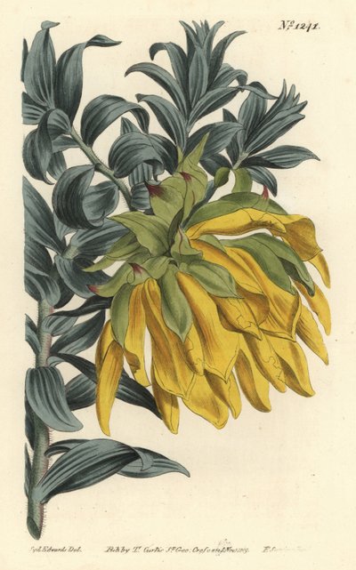 Oranssi nyökkääpäinen tai vuoristodaalia, Lipari splendens (Ruscus-leaved liparia, Lipari sphaerica). F. Sansom Jr.:n käsinvärinen kuparikaiverrus Sydenham Edwardsin kuvituksen jälkeen William Curtisin kasvitieteellisestä lehdestä, T. Curtis, Lontoo tekijältä Sydenham Teast Edwards