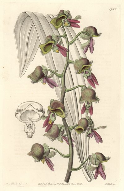 Orchid Catasetum, kaksisävyiset kukat, kotoisin Guayanasta - S. Wattsin Water forte Sarah Anne Draken (1803-1857) kuvituksesta kasvitieteellisestä rekisteristä tekijältä Sydenham Teast Edwards