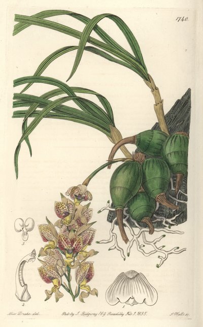 Orkidea Grobya, jolla on keltaisia ja violetteja kukkia, kotoisin Brasiliasta - S. Wattsin laatima Water forte Sarah Anne Draken (1803-1857) kuvituksesta, kasvitieteellisestä rekisteristä. tekijältä Sydenham Teast Edwards
