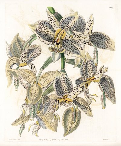 Orkidea: Stanhopea-lajike, neotrooppinen - S.Wattsin kaivertama levy, Sarah Anne Draken (1803-1857) kuvituksesta, Englannin Sydenham Edwardsin (1768-1819) kasvitieteellisestä rekisteristä tekijältä Sydenham Teast Edwards