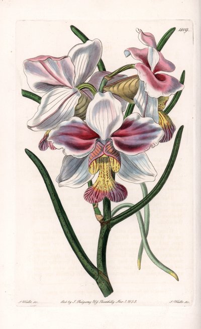 Orkidea: Vanda-lajike, Aasian epifyyttinen laji - S.Wattsin kaivertama levy, Sarah Anne Draken (1803-1857) kuvituksesta, Englannin Sydenham Edwardsin (1768-1819) kasvitieteellisestä rekisteristä tekijältä Sydenham Teast Edwards