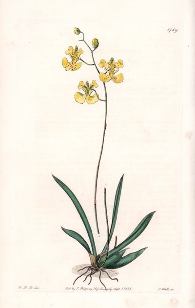 Orkidea: Variete Tolumnia guianensis, endeeminen Haitissa ja Santo Domingossa - S.Wattsin kaivertama levy Sarah Anne Draken (1803-1857) kuvituksesta, Englannin Sydenham Edwardsin (1768-1819) kasvitieteellisestä rekisteristä tekijältä Sydenham Teast Edwards