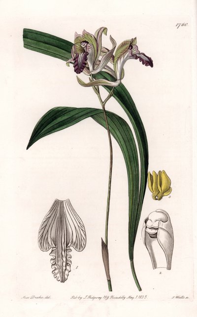 Orkidea: Variety of Bletia of America - S.Wattsin kaivertama levy Sarah Anne Draken (1803-1857) kuvituksesta, Englannin Sydenham Edwardsin (1768-1819) kasvitieteellisestä rekisteristä tekijältä Sydenham Teast Edwards