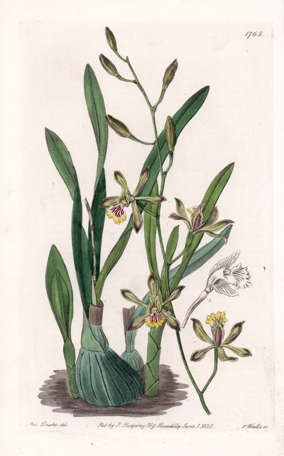 Orkidea: epidendre grele - S.Wattsin kaiverrettu taulu Sarah Anne Draken (1803-1857) kuvituksesta, Englannin Sydenham Edwardsin (1768-1819) kasvitieteellisestä rekisteristä tekijältä Sydenham Teast Edwards