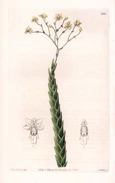 Orkidea: eksoottinen lajike Lockhartia - S.Wattsin kaivertama levy, Sarah Anne Draken (1803-1857) kuvituksesta, Englannin Sydenham Edwardsin (1768-1819) kasvitieteellisestä rekisteristä tekijältä Sydenham Teast Edwards