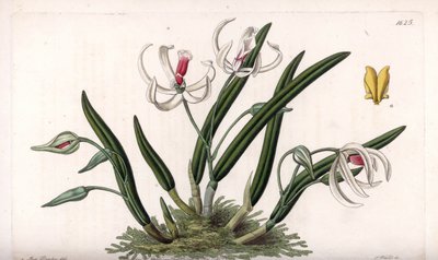 Orkidea: miniatyyri leptoottien lajike - S.Wattsin kaivertama levy, Sarah Anne Draken (1803-1857) kuvituksesta, Englannin Sydenham Edwardsin (1768-1819) kasvitieteellisestä rekisteristä tekijältä Sydenham Teast Edwards