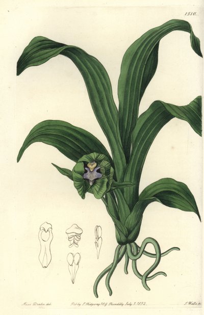 Orkidealajike - Pabstia viridis orkidea (Vihreä maxillaria, Maxillaria viridis). S. Wattsin käsinvärinen kuparikaiverrus Miss Sarah Draken kuvituksen jälkeen Sydenham Edwardsin kasvitieteellisestä rekisteristä, Ridgeway, Lontoo tekijältä Sydenham Teast Edwards