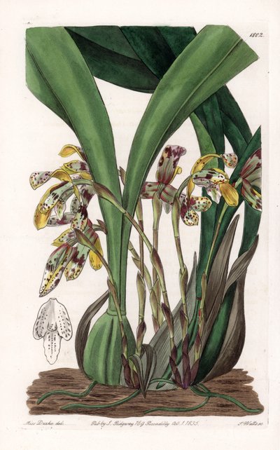 Orkidea: yläleuan lajike, kotoisin Etelä-Amerikasta - S.Wattsin kaivertama levy, joka perustuu Sarah Anne Draken (1803-1857) kuvitukseen, Englannin Sydenham Edwardsin (1768-1819) kasvitieteellisestä rekisteristä tekijältä Sydenham Teast Edwards