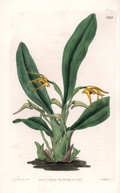 Orkidea: yläleuan lajike, kotoisin trooppisesta Amerikasta - S. Wattsin kaivertama levy, Sarah Anne Draken (1803-1857) kuvituksesta, Englannin Sydenham Edwardsin (1768-1819) kasvitieteellisestä rekisteristä tekijältä Sydenham Teast Edwards
