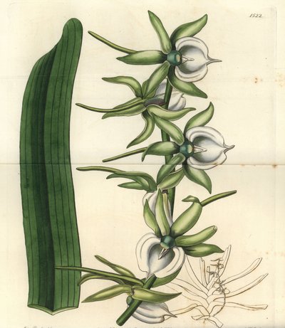 Intian valtameren saarten orkidealajike - Ivory angraecum -orkidea, Angraecum eburneum. S. Wattsin käsinvärinen kuparikaiverrus Miss Sarah Draken kuvituksen jälkeen Sydenham Edwardsin kasvitieteellisestä rekisteristä, Ridgeway, Lontoo tekijältä Sydenham Teast Edwards
