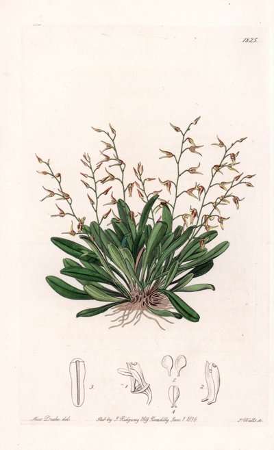 Orkidea: lajike epidendre - S.Wattsin kaivertama levy, Sarah Anne Draken (1803-1857) kuvituksesta, Sydenham Edwardsin (1768-1819), Englannin kasvitieteellisestä rekisteristä tekijältä Sydenham Teast Edwards
