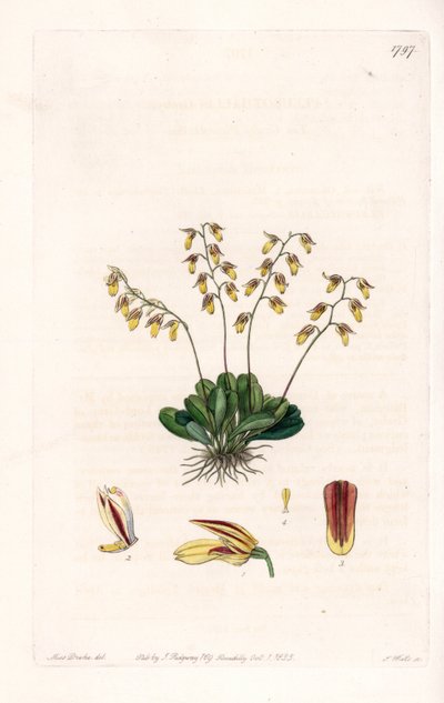 Orkidea: lajike epidendre - S.Wattsin kaivertama levy, Sarah Anne Draken (1803-1857) kuvituksesta, Sydenham Edwardsin (1768-1819), Englannin kasvitieteellisestä rekisteristä tekijältä Sydenham Teast Edwards
