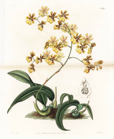 Orkidea: Brasilian epifyyttisen oncidiumin lajike - S. Wattsin kaivertama levy, Sarah Anne Draken (1803-1857) kuvituksesta, Englannin Sydenham Edwardsin (1768-1819) kasvitieteellisestä rekisteristä tekijältä Sydenham Teast Edwards