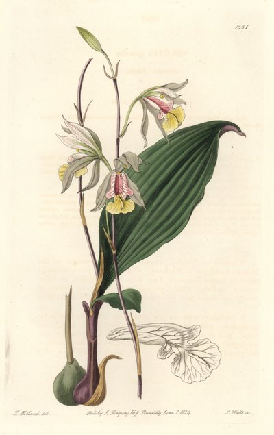 Orchidee, American Bletia - Water Forte, kirjoittanut S. Watts T. Hollandin kuvituksesta, kasvitieteellisestä rekisteristä tekijältä Sydenham Teast Edwards