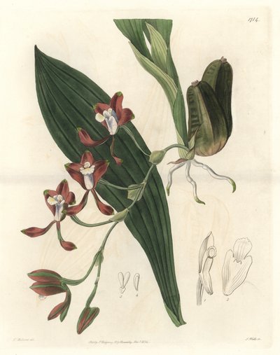 Orchidee Batemannia, kotoisin Guyanasta - S. Wattsin Water forte T. Hollandin kuvituksesta kasvitieteellisestä rekisteristä tekijältä Sydenham Teast Edwards