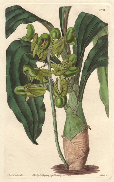 Orchidee Catasetum, kotoisin Brasiliasta - S. Wattsin kirjoittama Water forte Sarah Anne Draken (1803-1857) kuvituksesta, Botanical Registeristä. tekijältä Sydenham Teast Edwards