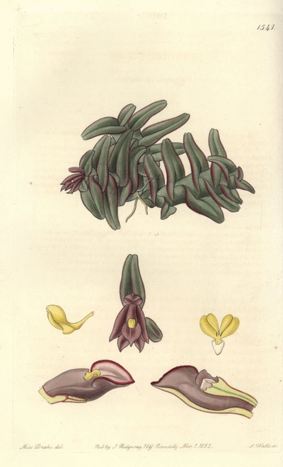 Orchidee epidendrum da América Central - orquídea Epidendrum schlechterianum (Purple nanodes, Nanodes discolor). Gravura em placa de cobre colorida à mão por S. Watts a partir de uma ilustração de Miss Sarah Drake de Sydenham Edwards