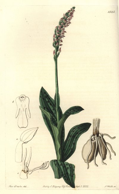 Orchidee neotine - Tiheäkukkainen orkidea, Neotinea maculata (yksikokoinen aceras, Aceras secundiflora). S. Wattsin käsinvärinen kuparikaiverrus Miss Sarah Draken kuvituksen jälkeen Sydenham Edwardsin kasvitieteellisestä rekisteristä, Ridgeway, Lontoo tekijältä Sydenham Teast Edwards