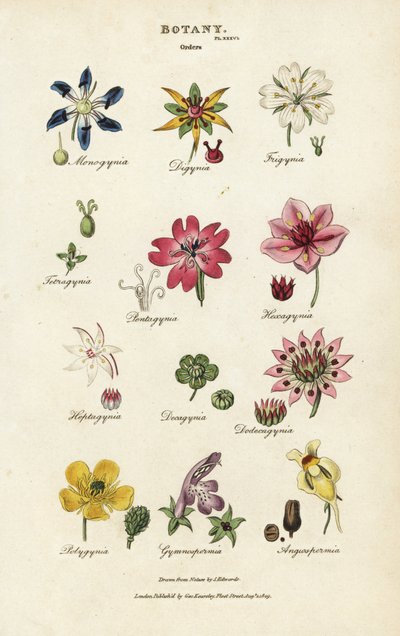 Kukkajärjestykset: Monogynia, Digynia, Trigynia, Pentagynia jne. Käsinvärinen kuparikaiverrus Sydenham Edwardsin mukaan John Mason Goodin Pantologiasta, New Encyclopediasta, G. Kearsley, Lontoo tekijältä Sydenham Teast Edwards