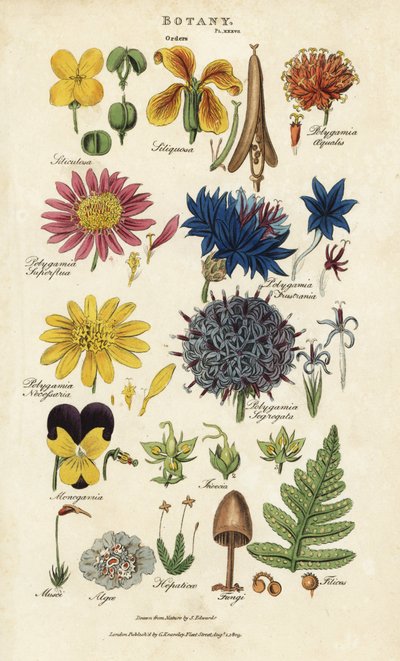 Kukkajärjestykset: Siliculosa, Seliquosa, Polygamia, Monogamia, Filicus, Fungi jne. Käsinvärinen kuparikaiverrus Sydenham Edwardsin mukaan John Mason Goodin Pantologiasta, New Encyclopediasta, G. Kearsley, Lontoo tekijältä Sydenham Teast Edwards