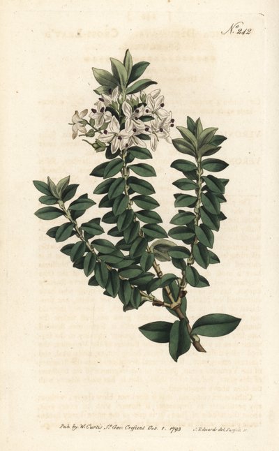 Ouessant myrtti tai elliptinen veronika - Cross-leaved speedwell, Veronica decussata. Sansomin käsinvärinen kuparikaiverrus Sydenham Edwardsin kuvituksen jälkeen William Curtisin kasvitieteellisessä lehdessä, Lontoo tekijältä Sydenham Teast Edwards