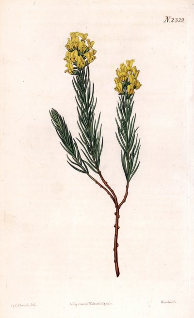 Soikea piikki aspalathus, Aspalathus callosa. Weddellin käsinvärinen kuparikaiverrus Sydenham Edwardsin kuvituksen jälkeen Samuel Curtisin "" Botanical Magazine" -lehdestä Lontoossa tekijältä Sydenham Teast Edwards