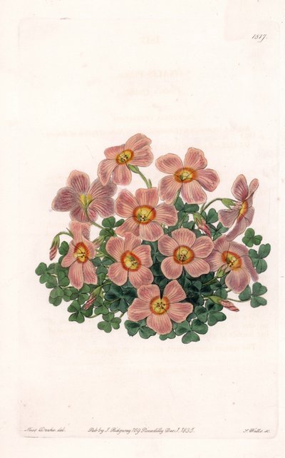 Oxalis Variete - S.Wattsin kaivertama levy Sarah Anne Draken (1803-1857) kuvituksesta, Englannin Sydenham Edwardsin (1768-1819) kasvitieteellisestä rekisteristä tekijältä Sydenham Teast Edwards