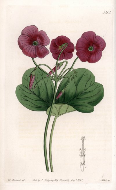 Oxalis de Bowie - S.Wattsin kaivertama levy Sarah Anne Draken (1803-1857) kuvituksesta, Englannin Sydenham Edwardsin (1768-1819) kasvitieteellisestä rekisteristä tekijältä Sydenham Teast Edwards