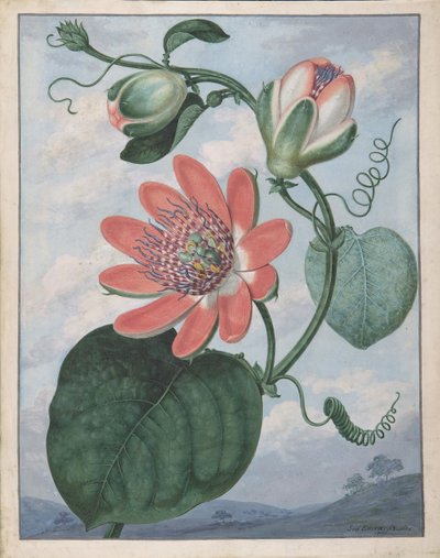 Passion Flower, 1799. tekijältä Sydenham Teast Edwards