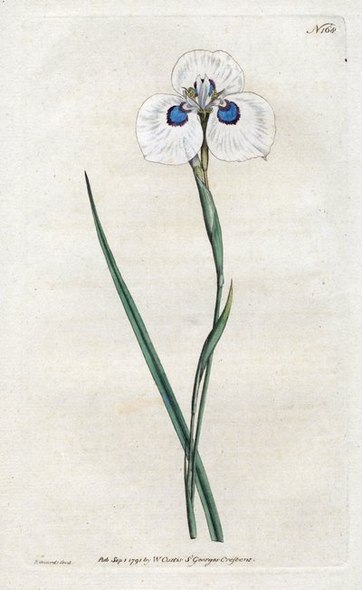 Peacock Iris - Sydenham Edwardsin (1768-1819) litografia, levy William Curtis