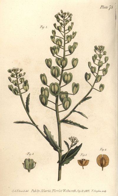 Pennycress, Thlaspi arvense, Siliculosa. F. Sansomin käsinvärinen kuparikaiverrus Sydenham Edwardsin kasvitieteellisestä kuvituksesta William Curtisin kasvitieteen luentoihin, sellaisena kuin se on toimitettu Lambethin kasvitieteellisessä puutarhassa tekijältä Sydenham Teast Edwards