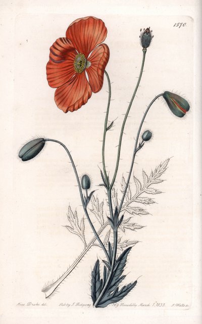 Persian Poppy Variete - Kaiverrus S.Watts, Sarah Anne Draken (1803-1857) kuvituksesta, Englannin Sydenham Edwardsin (1768-1819) kasvitieteellisestä rekisteristä tekijältä Sydenham Teast Edwards