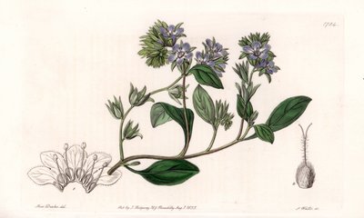 Phacelia, Kalifornian endeeminen - Kaiverrus S.Watts, Sarah Anne Draken (1803-1857) kuvituksesta, Englannin Sydenham Edwardsin (1768-1819) kasvitieteellisestä rekisteristä tekijältä Sydenham Teast Edwards
