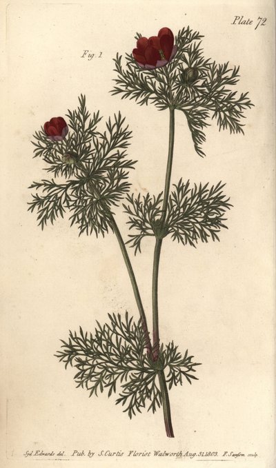 Fasaaninsilmä, Adonis annua, Polygynia, hermafrodiittikukka, jossa on monia pistilliä. F. Sansomin käsinvärinen kuparikaiverrus Sydenham Edwardsin kasvitieteellisestä piirroksesta William Curtisin kasvitieteen luentoihin, sellaisena kuin se on toimitettu k tekijältä Sydenham Teast Edwards