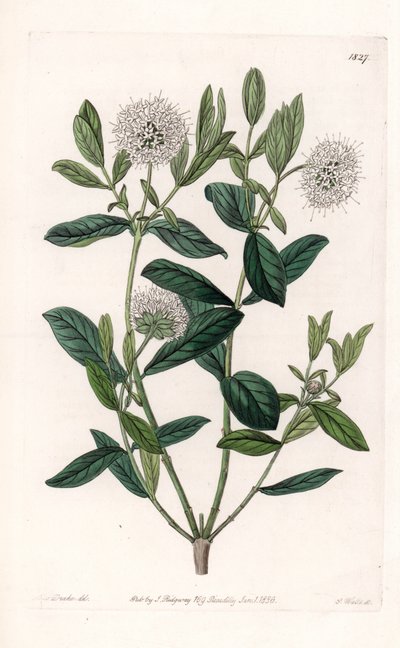Pimelea Variete - S.Wattsin kaivertama levy Sarah Anne Draken (1803-1857) kuvituksesta, Englannin Sydenham Edwardsin (1768-1819) kasvitieteellisestä rekisteristä tekijältä Sydenham Teast Edwards