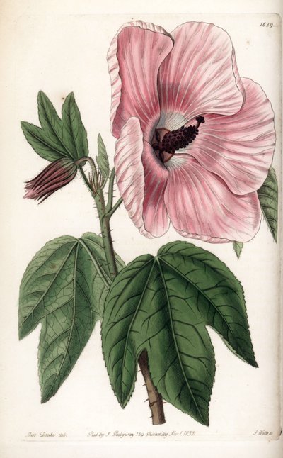 Pink Hibiscus - S.Wattsin kaivertama lautanen, Sarah Anne Draken (1803-1857) kuvituksesta, Englannin Sydenham Edwardsin (1768-1819) kasvitieteellisestä rekisteristä tekijältä Sydenham Teast Edwards