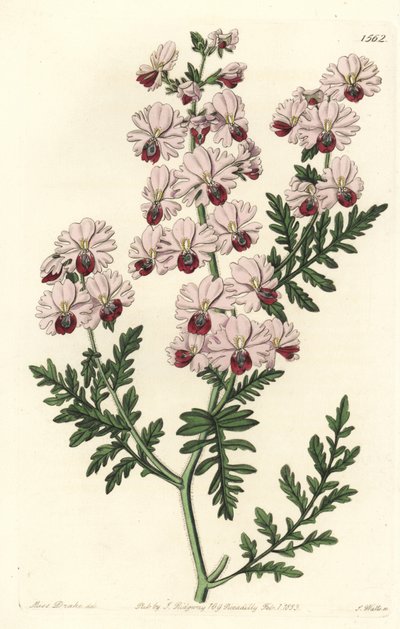 Köyhän miehen orkidea, Pinnated schizanthus kääpiölajike, Schizanthus pinnatus humilis. S. Wattsin käsinvärinen kuparikaiverrus Miss Sarah Draken kuvituksen jälkeen Sydenham Edwardsin kasvitieteellisestä rekisteristä, Ridgeway, Lontoo tekijältä Sydenham Teast Edwards