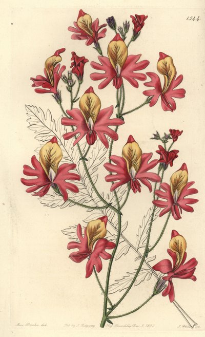 Köyhän miehen orkidea, Schizanthus grahamii (Blunt-petalled schizanthus, Schizanthus retusus). S. Wattsin käsin tekemä kuparikaiverrus neiti Sarah Draken kuvituksen mukaan Sydenham Edwardsin kasvitieteellisestä rekisteristä, Ridgeway, Lontoo. tekijältä Sydenham Teast Edwards