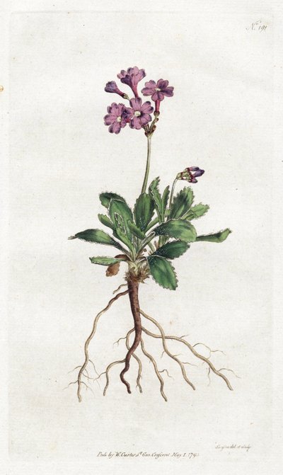 Primevere marginee - Sydenham Edwardsin (1768-1819) litografia, William Curtisin kasvitieteellisen lehden levy (1746-1799) tekijältä Sydenham Teast Edwards
