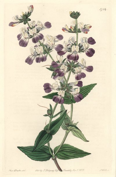Violetti kiinalainen pagodi, kotoisin Kaliforniasta - S. Watts Strong Water Sarah Anne Draken (1803-1857) kuvituksesta kasvitieteellisestä rekisteristä tekijältä Sydenham Teast Edwards