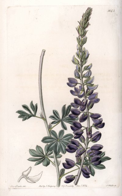 Purple Lupin Variete - Kaiverrus S.Watts, Sarah Anne Draken (1803-1857) kuvituksesta, Englannin Sydenham Edwardsin (1768-1819) kasvitieteellisestä rekisteristä tekijältä Sydenham Teast Edwards